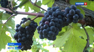 Собирать виноград в Крыму приезжают волонтеры со всей России