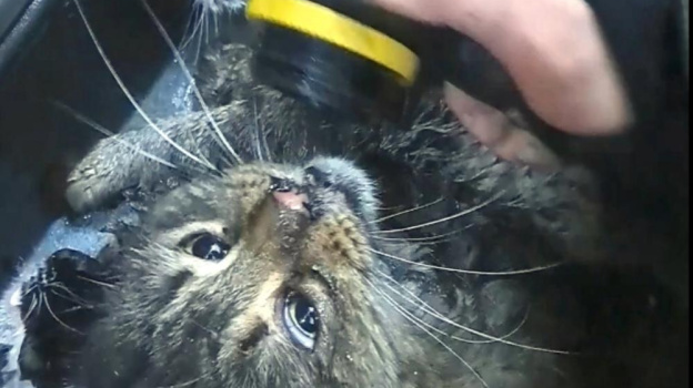 Спасатели вытащили 15 котов из горящего склада в Симферополе