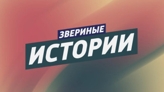 ВЕСТИ-КРЫМ «Звериные истории»: выпуск 16.04.2025