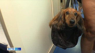 Как везти домашних животных в Крым на поезде