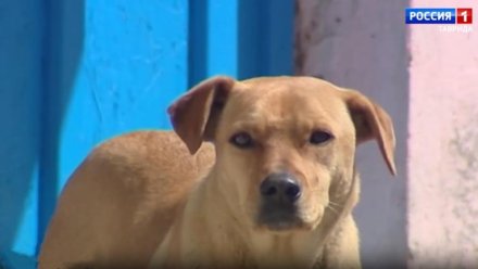 Следком России возбудит уголовное дело после нападения безнадзорной собаки на ребёнка в Крыму