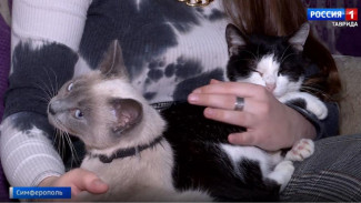 Кототерапия: в Крыму открыт психологический центр для общения с кошками