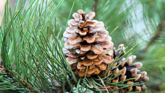 Крымчан предупредили, что вырубка растений в заповедниках грозит штрафом до трех миллионов рублей