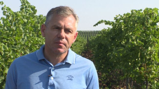 В Крыму ожидают хороший урожай винограда вопреки непогоде