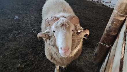 Украина погубила племенное овцеводство в Крыму