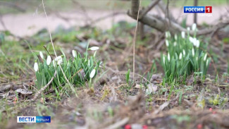 В Крыму в середине декабря расцвели подснежники