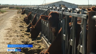 Коровы с фермы под Симферополем привыкли к уважению