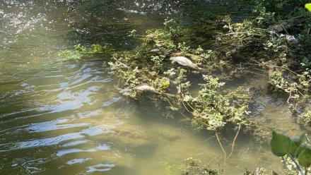 Министерство экологии и природных ресурсов Республики Крым обследовало речку Славянка по факту мора рыбы