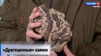 В Крыму обнаружили уникальную находку — коралл-мозговик возрастом 160 миллионов лет