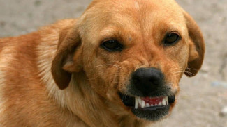 Стая домашних собак напала на жительницу Симферополя