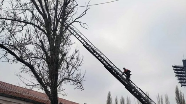 Дерево чудом не упало на людей в центре Симферополя