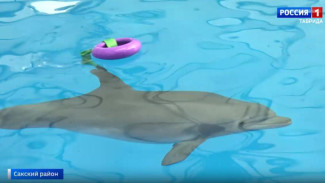 В Крыму готовятся выпустить в открытое море дельфина Кимми, спасённого в Заозёрном