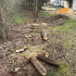 Жителя Советского района осудили за незаконную вырубку деревьев в селе Заветное