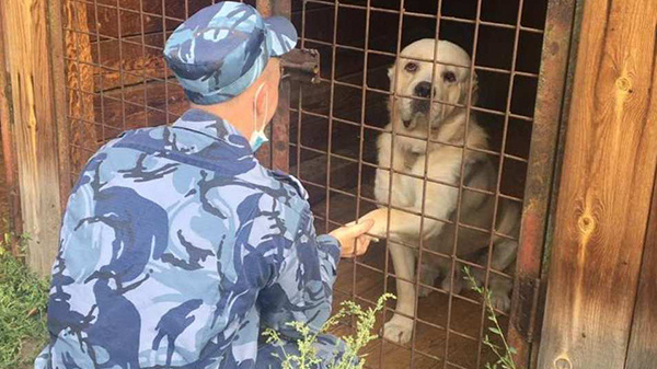 Крымские приюты готовы взять домашних животных мобилизованных граждан