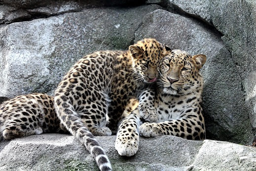 Россияне выбрали имя дальневосточному леопарду 