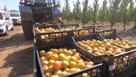 В какие страны и регионы экспортируют крымские фрукты