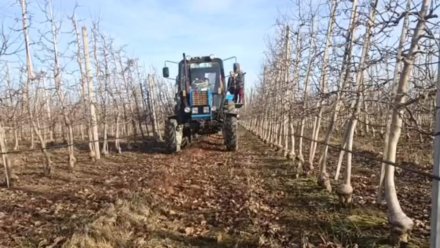 За девять лет крымские фермеры в четыре раза увеличили темпы закладки садов