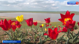 Крым назвали истинной родиной тюльпанов: откуда родом цветы