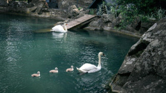 В Воронцовском парке у лебедей появились птенцы