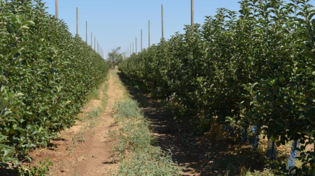 За восемь лет растениеводство в Крыму увеличило производство продукции на 15%