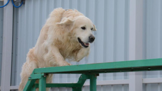 Таможенный служебный пёс-пенсионер ищет хозяина в Крыму