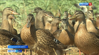Диких птиц массово расселяют в Крыму