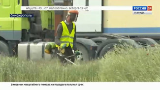 В крымской столице началась борьба с амброзией
