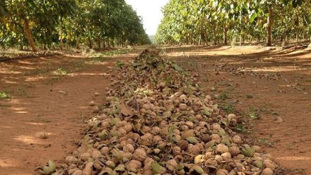В Крыму урожай грецкого ореха, миндаля и фундука планируется собрать с 446 гектаров