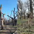 Жалобы горожан на обрезку деревьев в симферопольском парке привлекли внимание прокуратуры