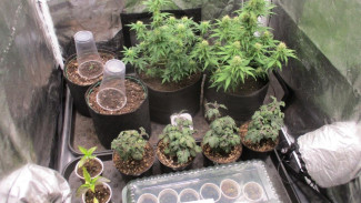 Лаборатория для культивирования наркосодержащих растений была обнаружена в квартире жителя Алушты