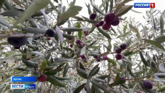 В Международном детском центре «Артек» прошёл оливковый фестиваль