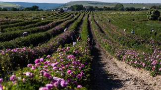 В Крыму расцвело самое большое в России поле эфиромасличной розы
