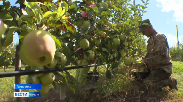 Рекордный урожай яблок планируют собрать в Крыму