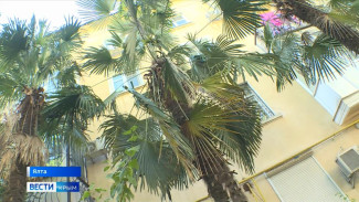 Пальмам в Ялте угрожает гибель