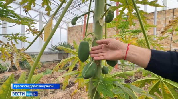 Фермер из Красногвардейского района в качестве эксперимента начал выращивать в теплицах папайю
