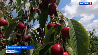 В Крыму собирают первый урожай черешни и персиков