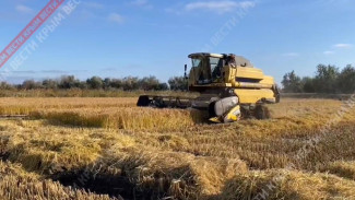 Первый за восемь лет урожай риса в Крыму составил шесть тысяч тонн