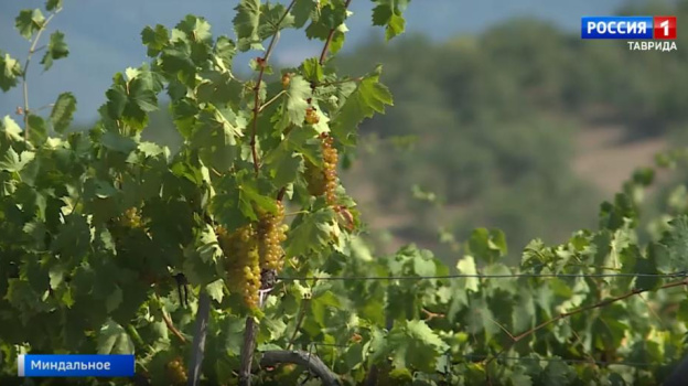 В Крыму может появиться новый праздник – день виноградарства