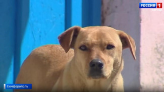 Что делать при нападении собак, рассказали крымские кинологи