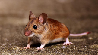Истребление мышей началось в Крыму