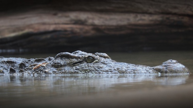 Крокодилов в Ялте ловили руками