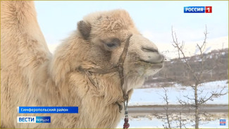 Крымчанка выкупила верблюда из цирка Дагестана
