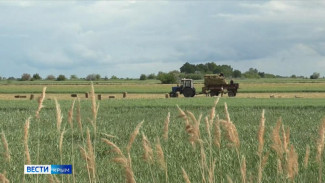 Новый урожай для Крыма готовят фермеры Херсона