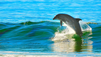Контрабандисты незаконно вывезли на Украину дорогостоящего дельфина 