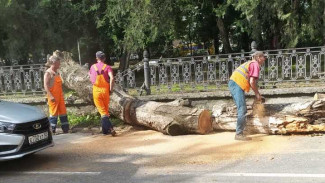 На пяти улицах в Симферополе упали деревья