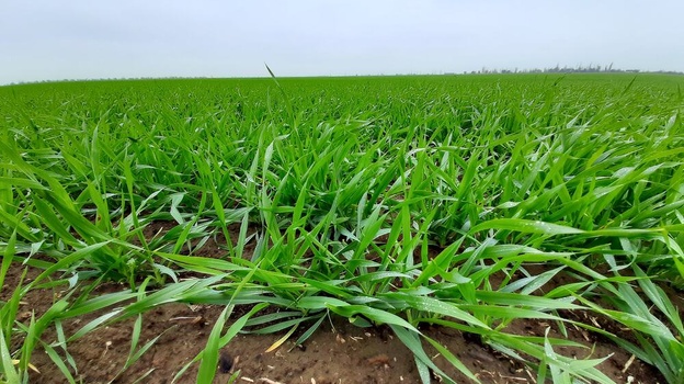 Аграрии Крыма получили 100% всходов озимых зерновых культур