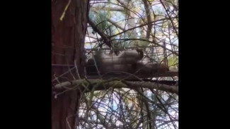 В Севастополе неизвестные установили ловушки для белок