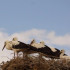В Крыму появились два птенца белого аиста