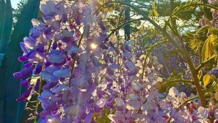 В Ялте цветёт глициния