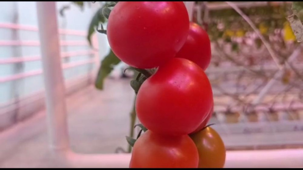 Первый в 2023 году урожай томатов собрали в Крыму